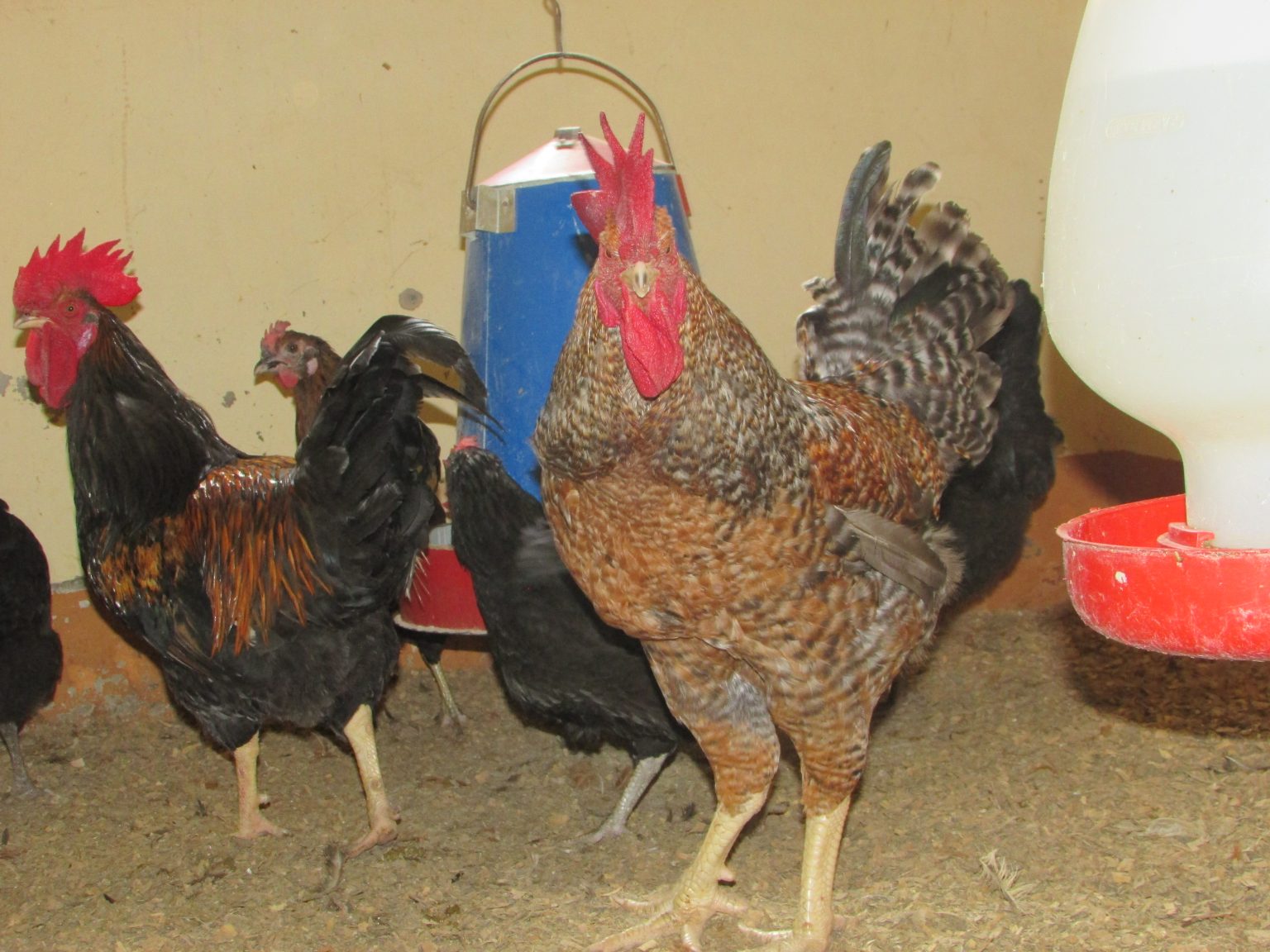 FARMER’S GUIDE TO SASSO CHICKEN MANAGEMENT - ADWEEK CHICKS™
